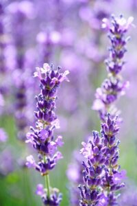 Kräutertee Berg & Blüten lavendel teesorte tee