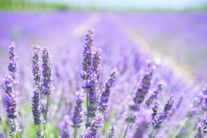 früchtetee lavendel mandarine tee teesorte 