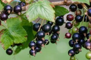 Früchtetee Fruchtiges Beerenkompott johannisbeeren teesorte 