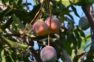 Früchtetee FruchtAktiv mangos teesorte tee