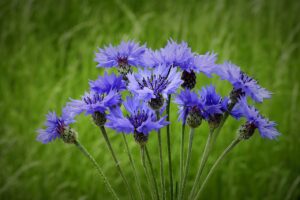 Schwarztee Feigentanz kornblumen im Feld