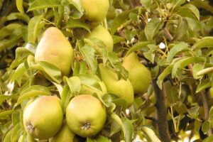 grüntee Appassionato birnen am baum